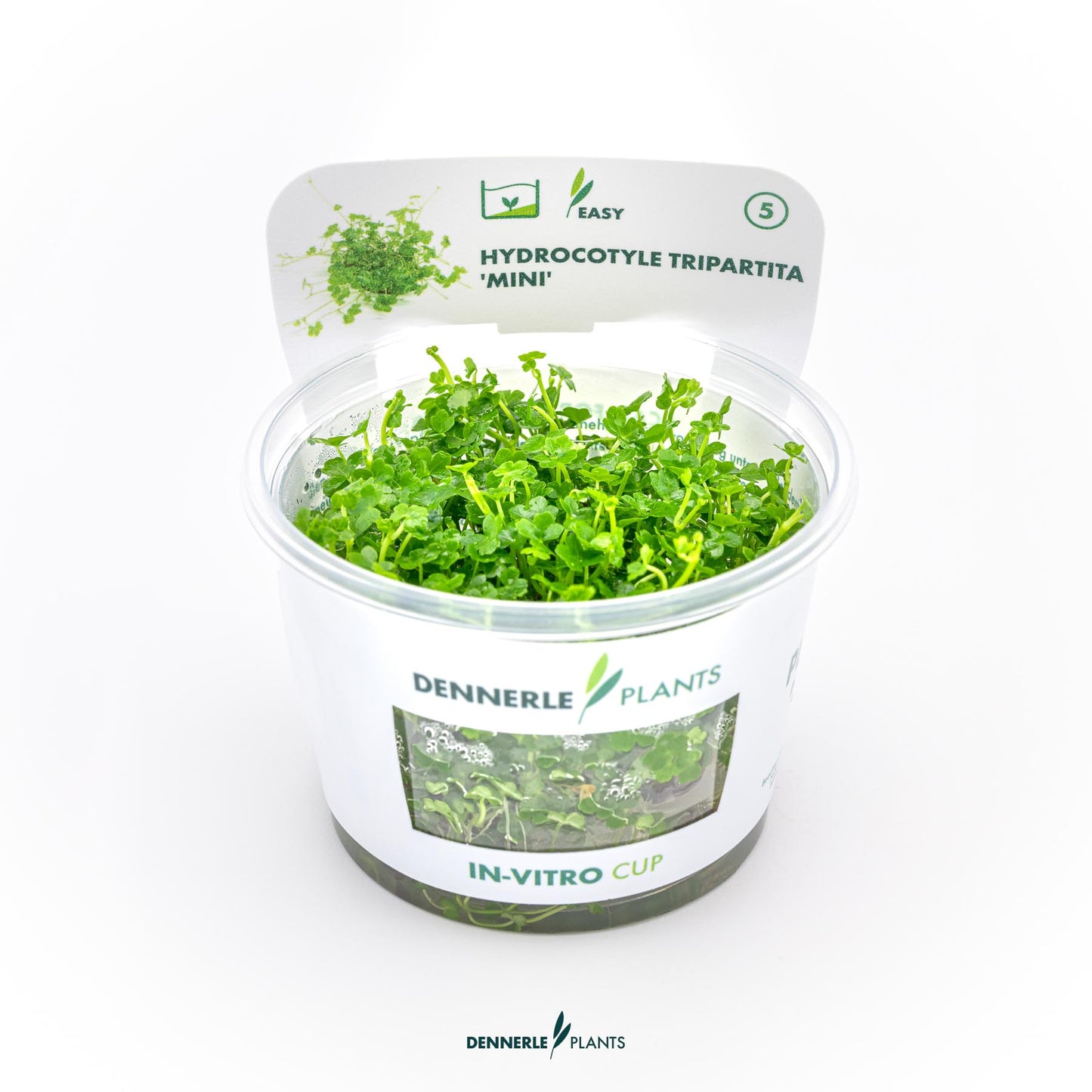 Hydrocotyle tripatita `Mini`