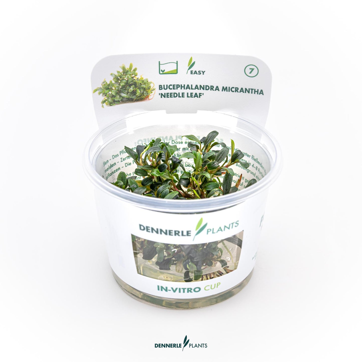 Bucephalandra micrantha Needle leaf