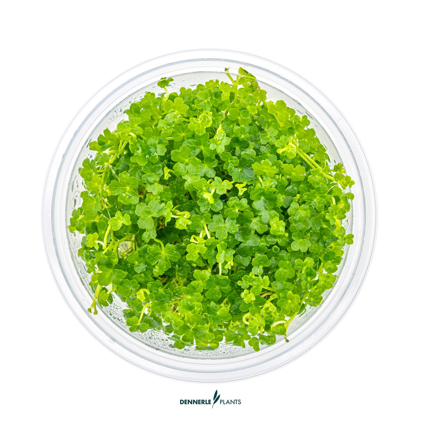 Hydrocotyle tripatita `Mini`