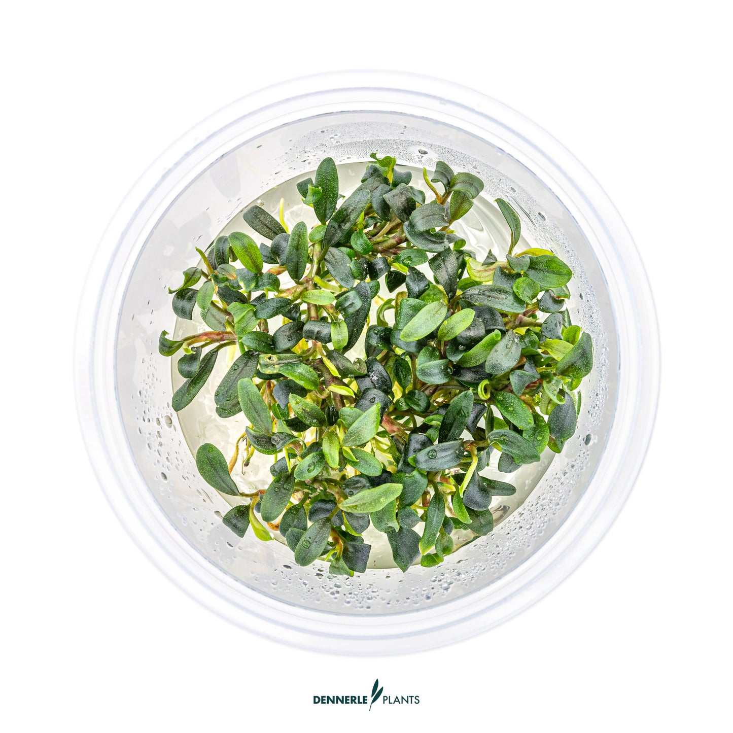 Bucephalandra micrantha Needle leaf