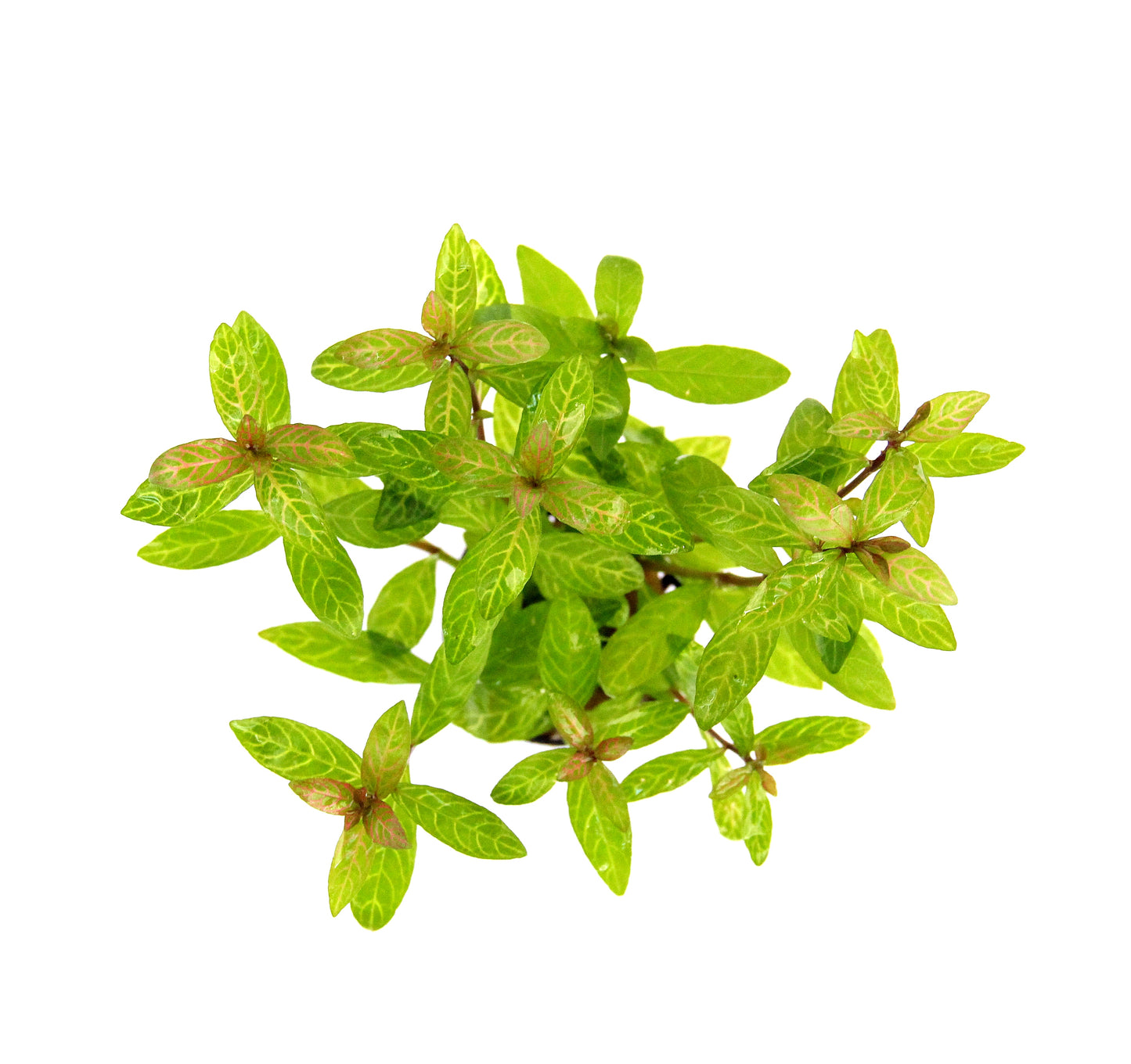 Hygrophila polysperma Sunset