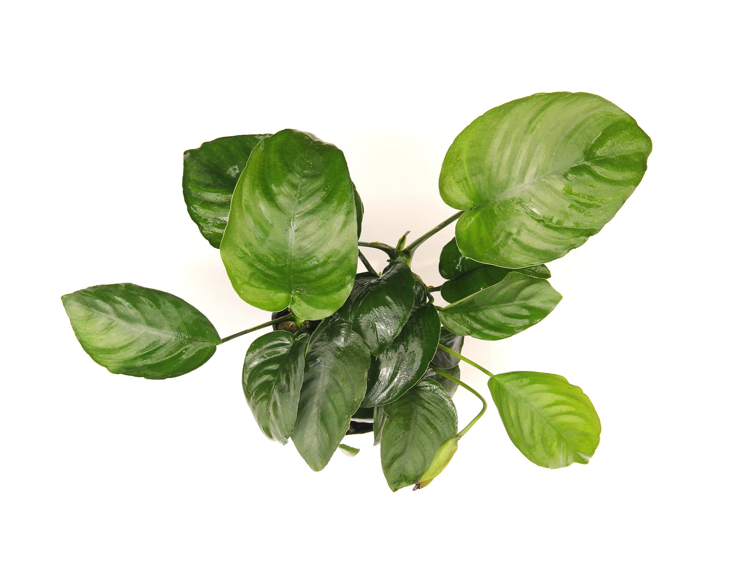 Anubias Barteri Mutterpflanze