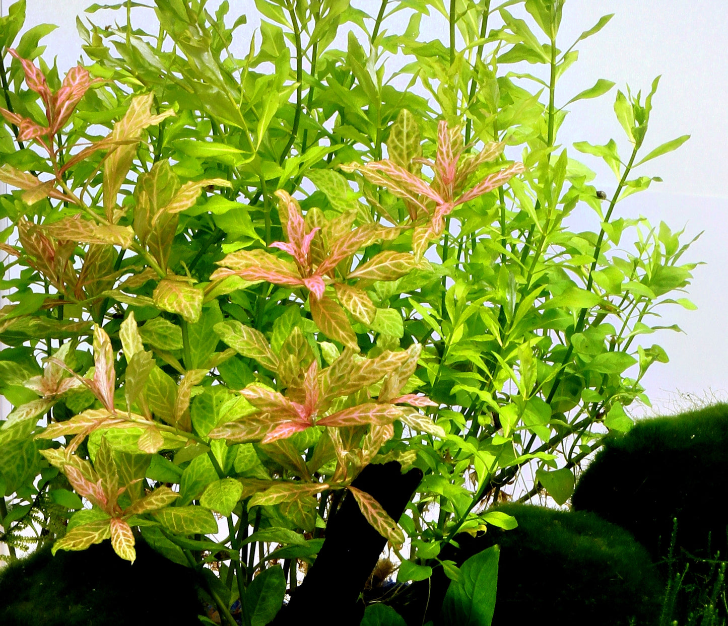 Hygrophila polysperma Sunset