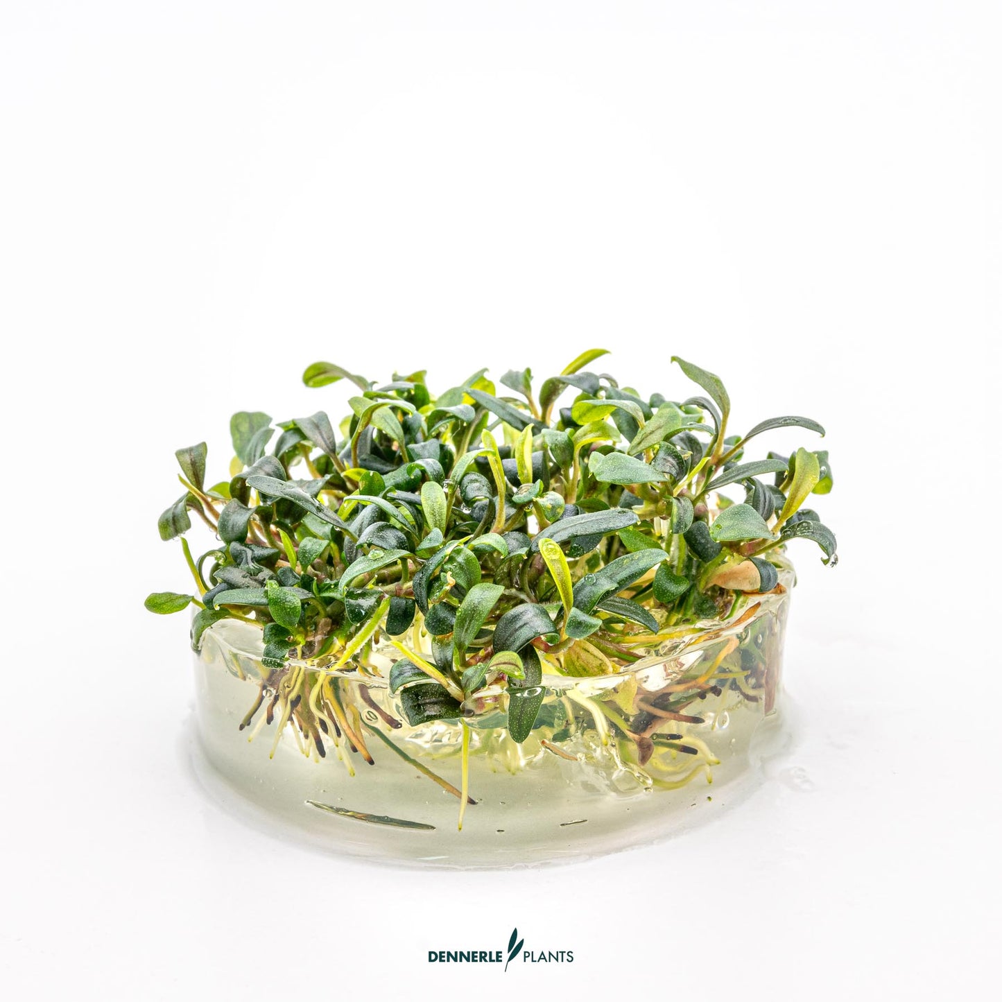 Bucephalandra micrantha Needle leaf