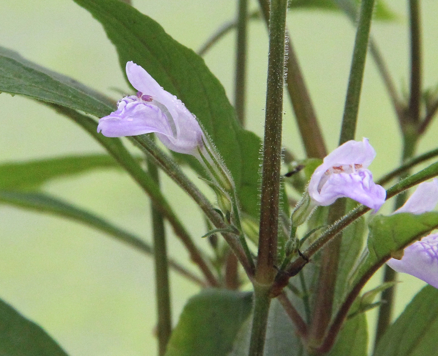 Hygrophila corymbosa Thailand