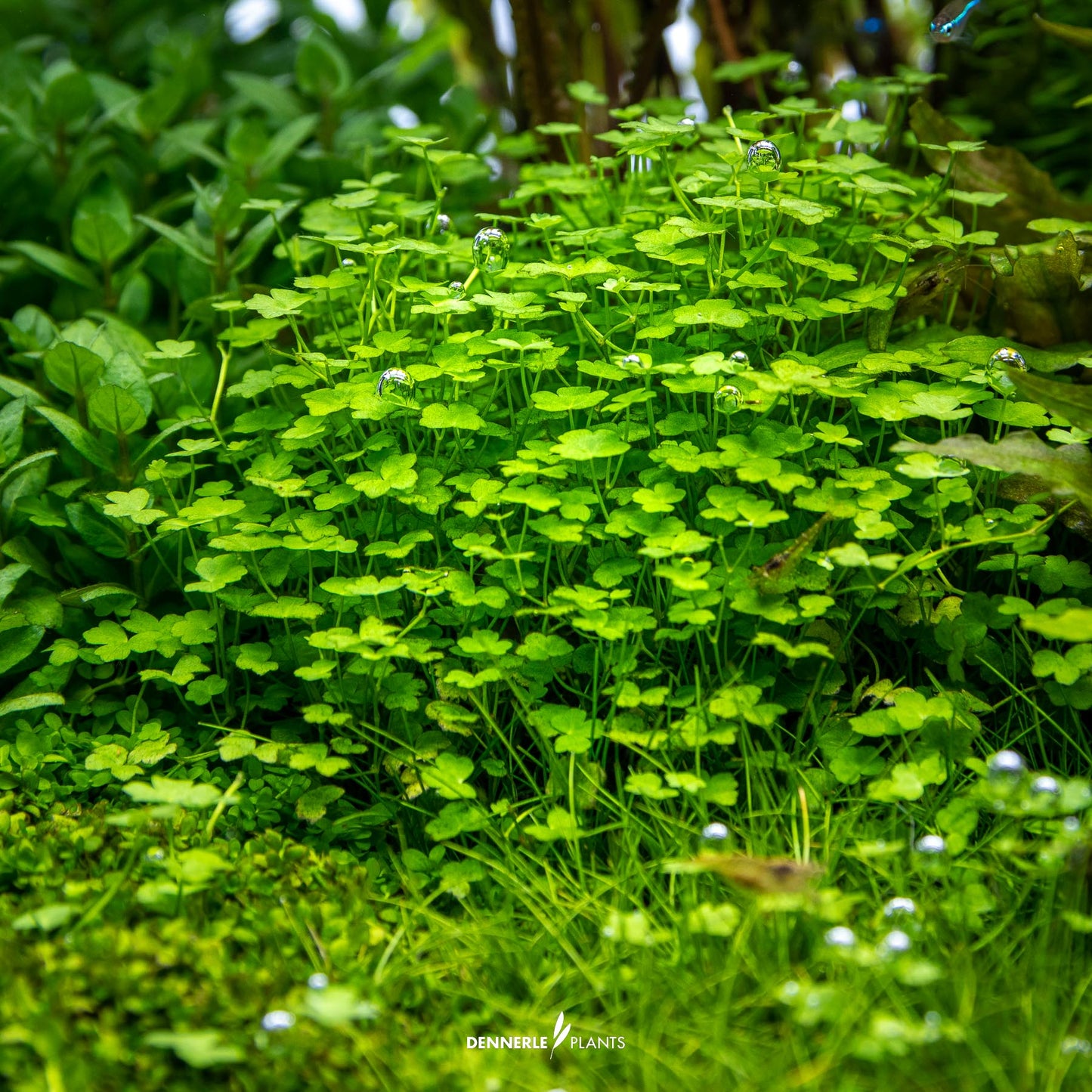 Hydrocotyle tripatita `Mini`