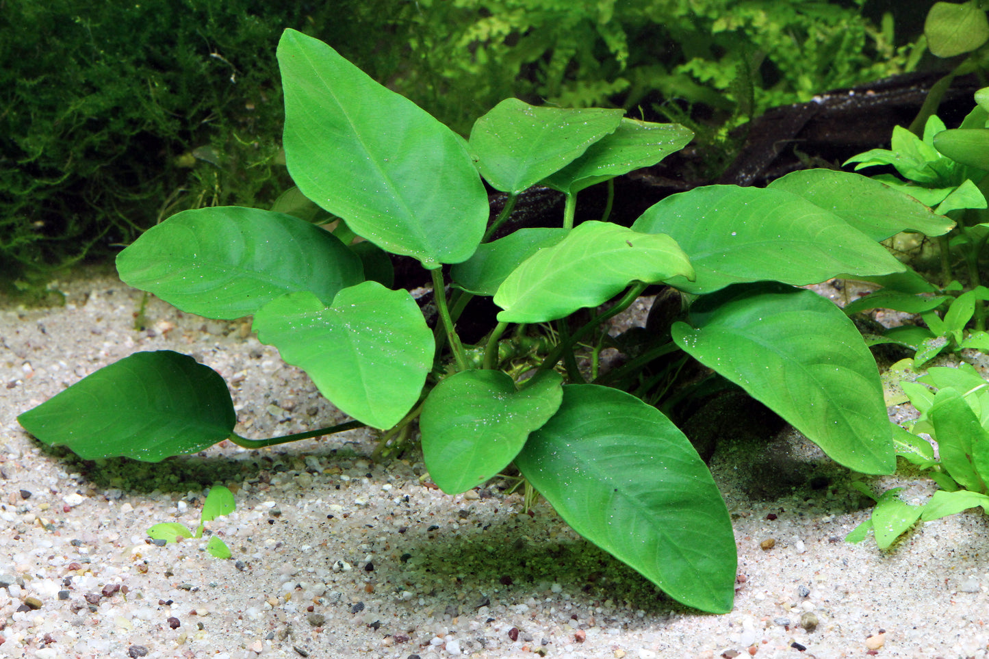 Anubias barteri var, nana