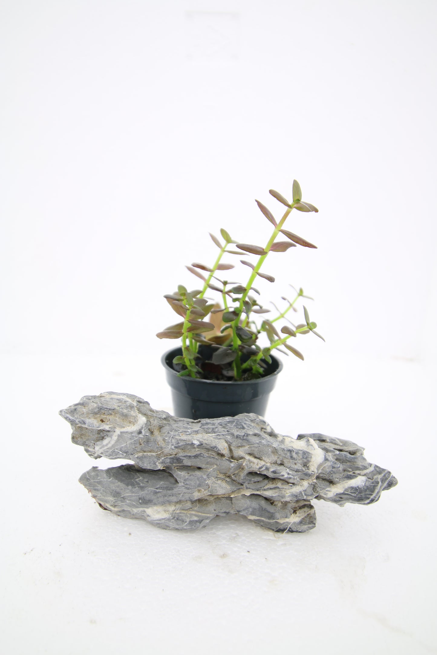Bacopa Salzmanni Purple