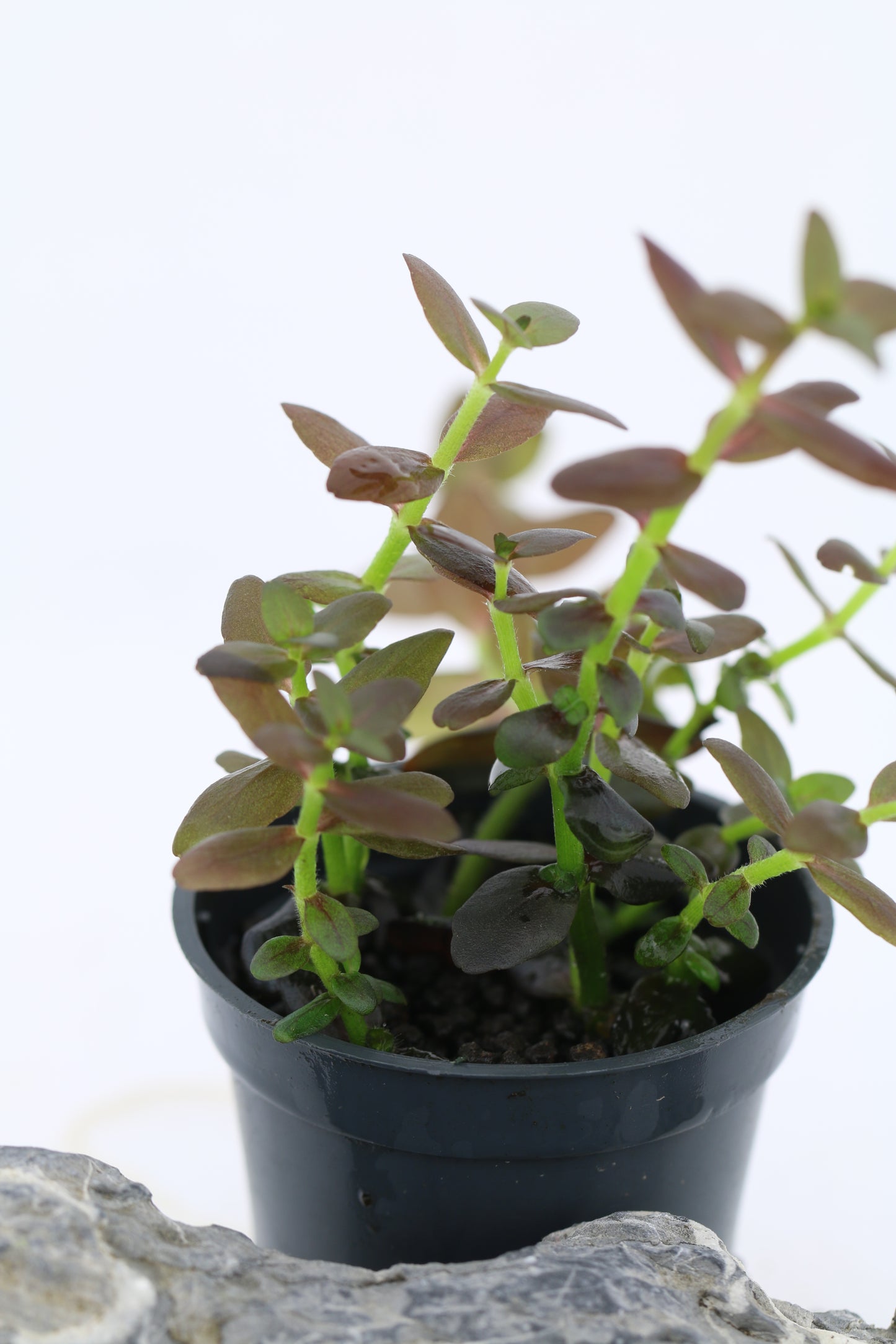 Bacopa Salzmanni Purple