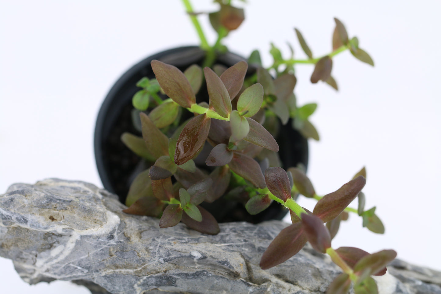 Bacopa Salzmanni Purple