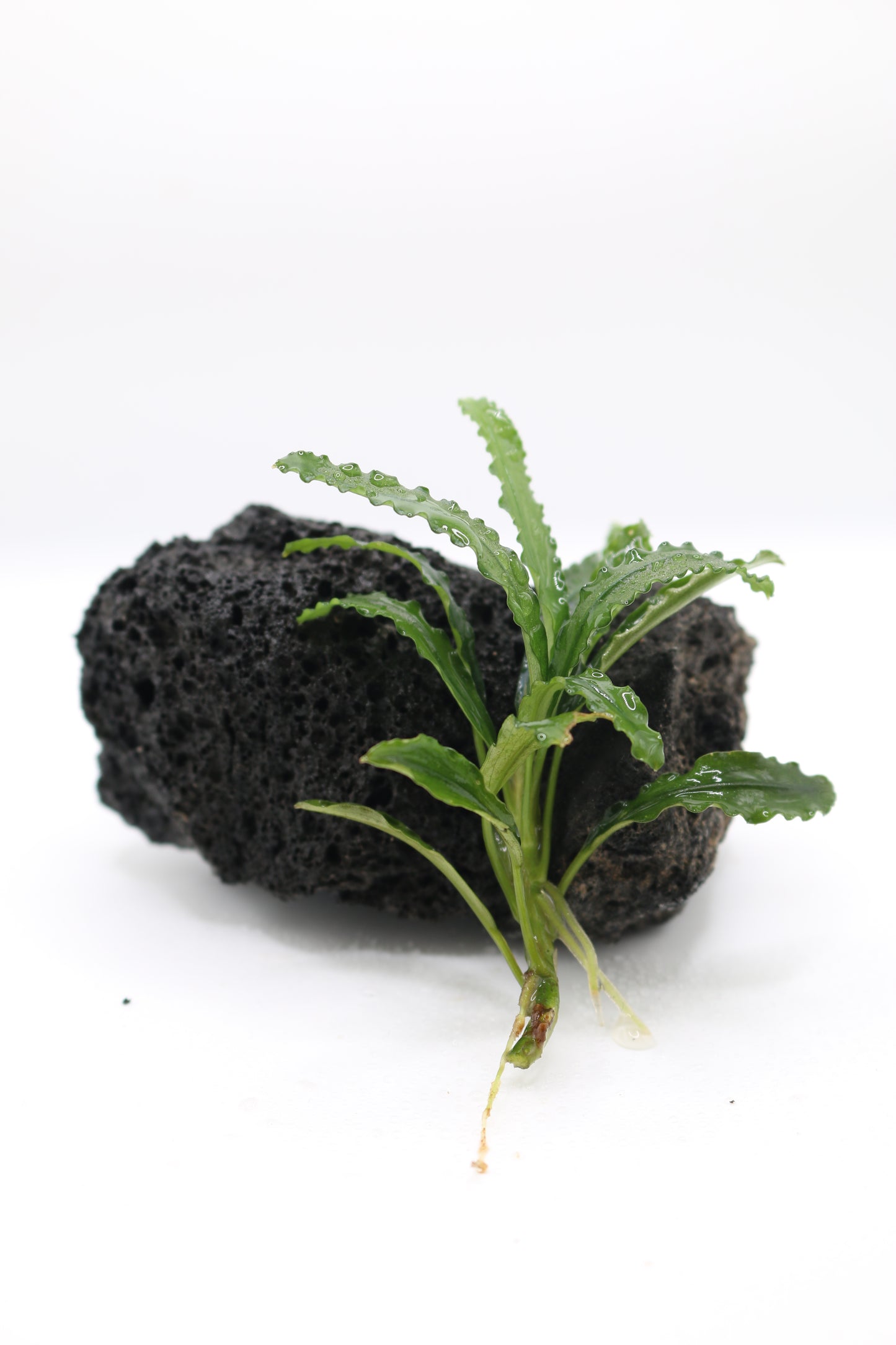 Bucephalandra Biblis Pink Green