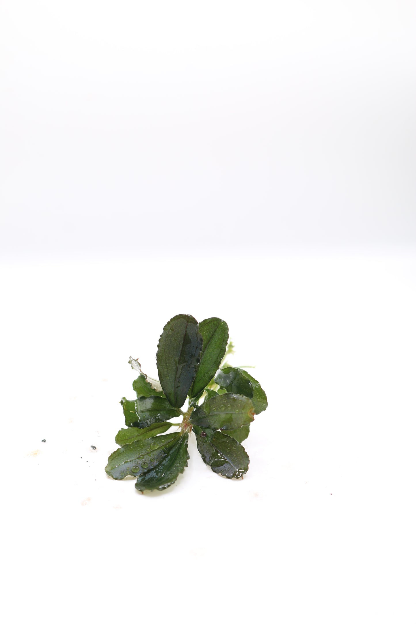 Bucephalandra Blue Green