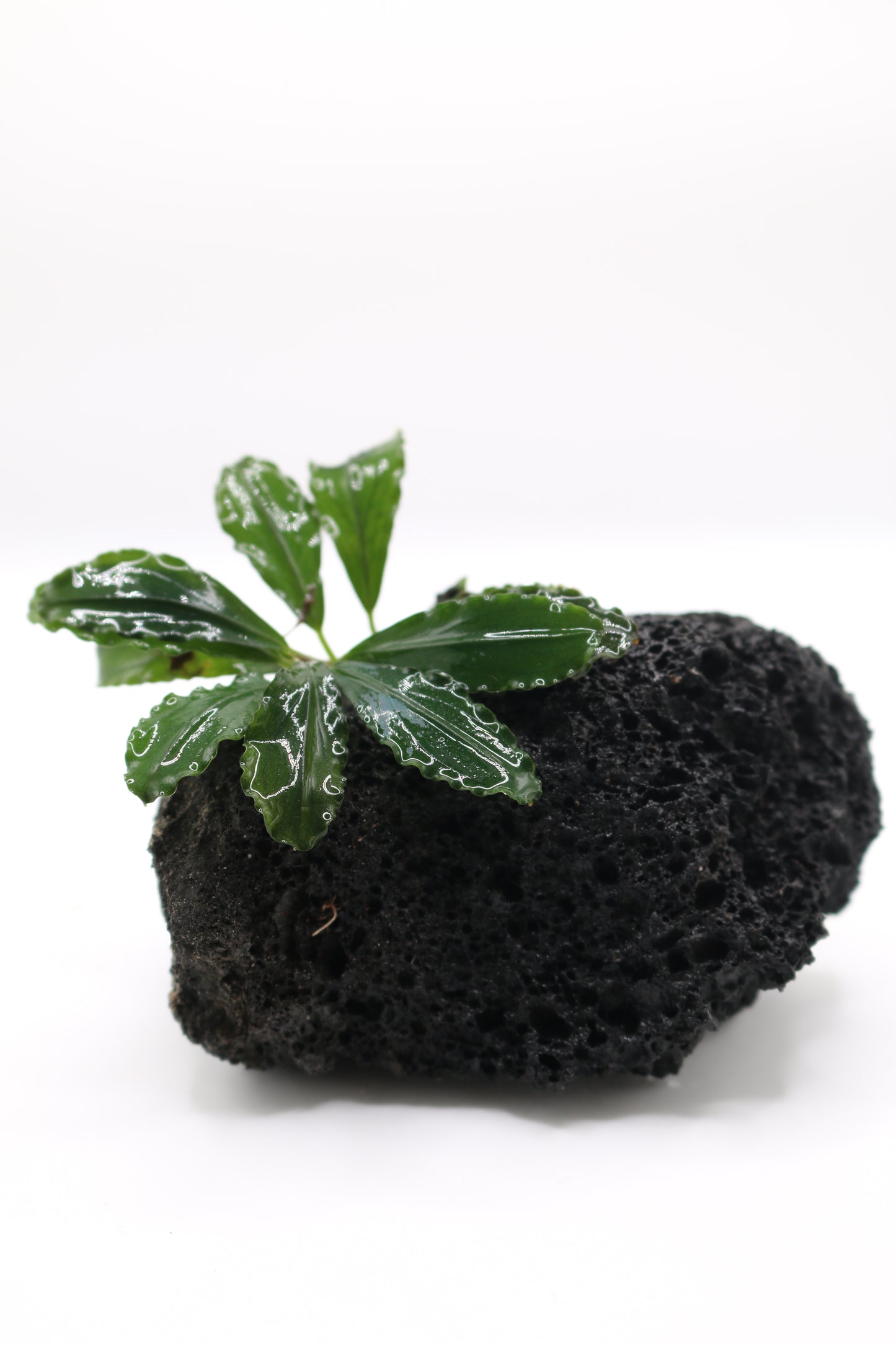 Bucephalandra Red Scorpio