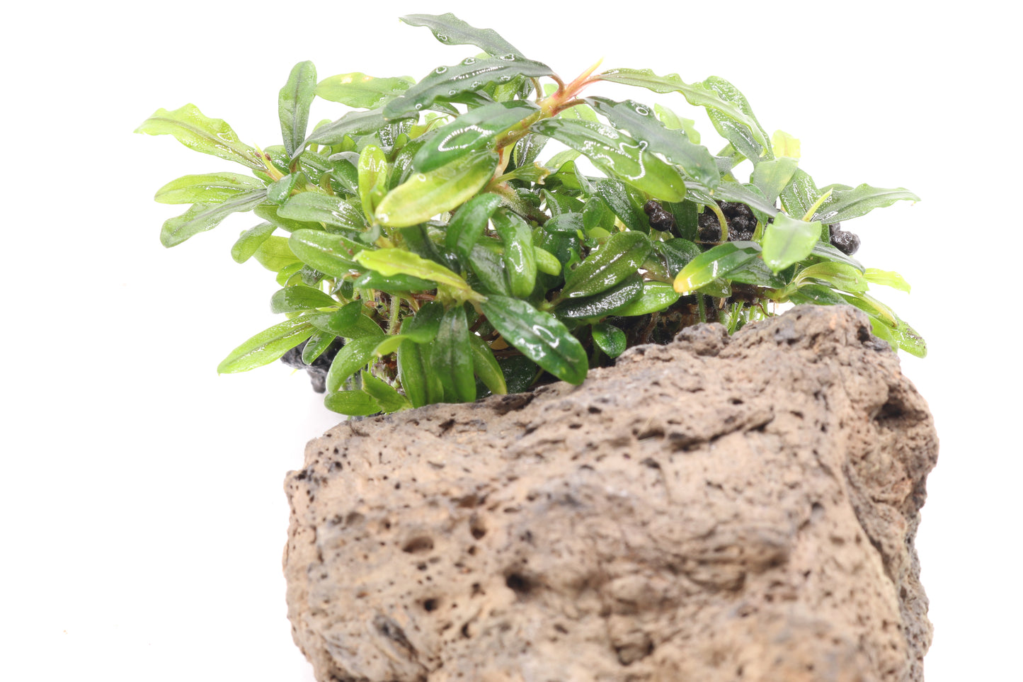 Bucephalandra micrantha Needle leaf