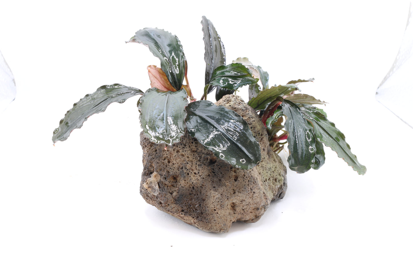 Bucephalandra Purple Swan