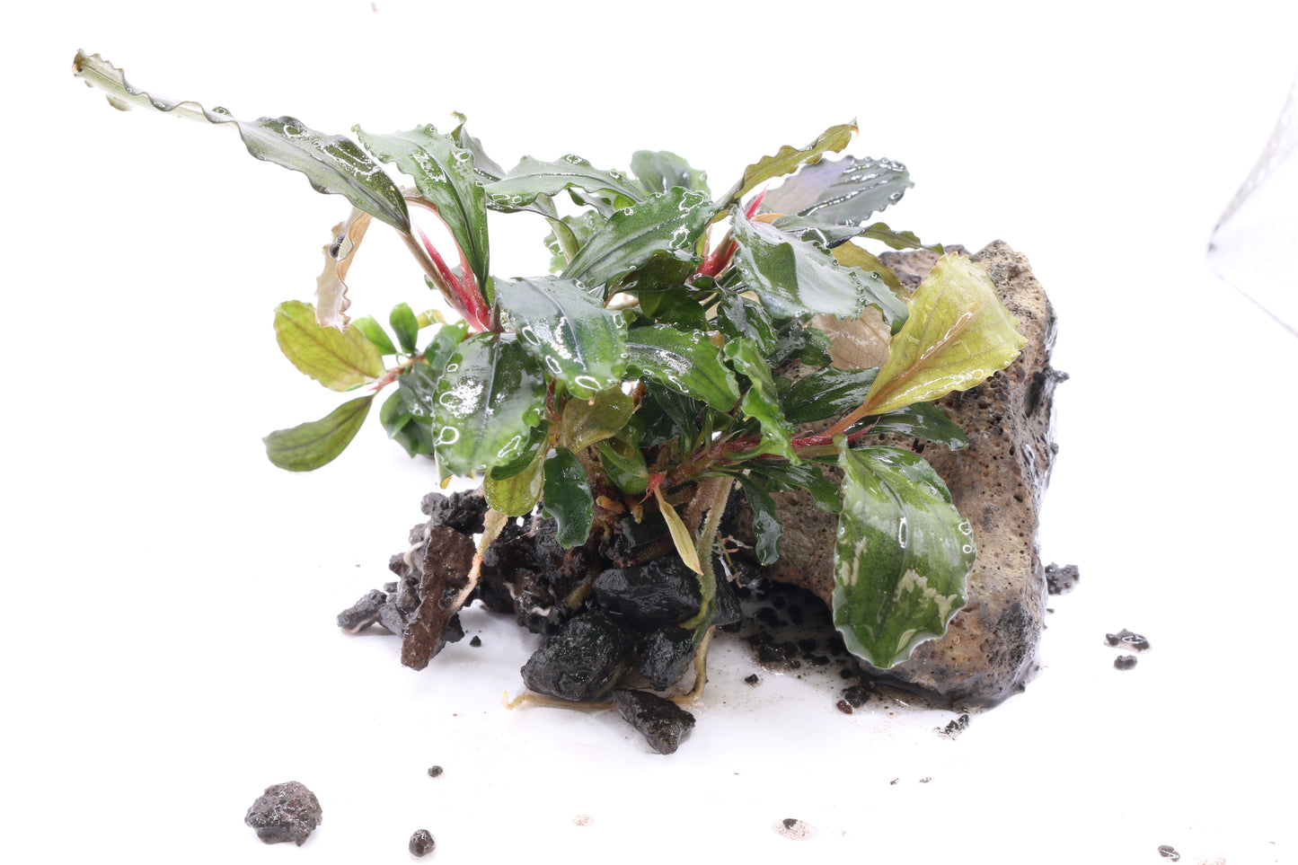 Bucephalandra brownie 'Ghost'