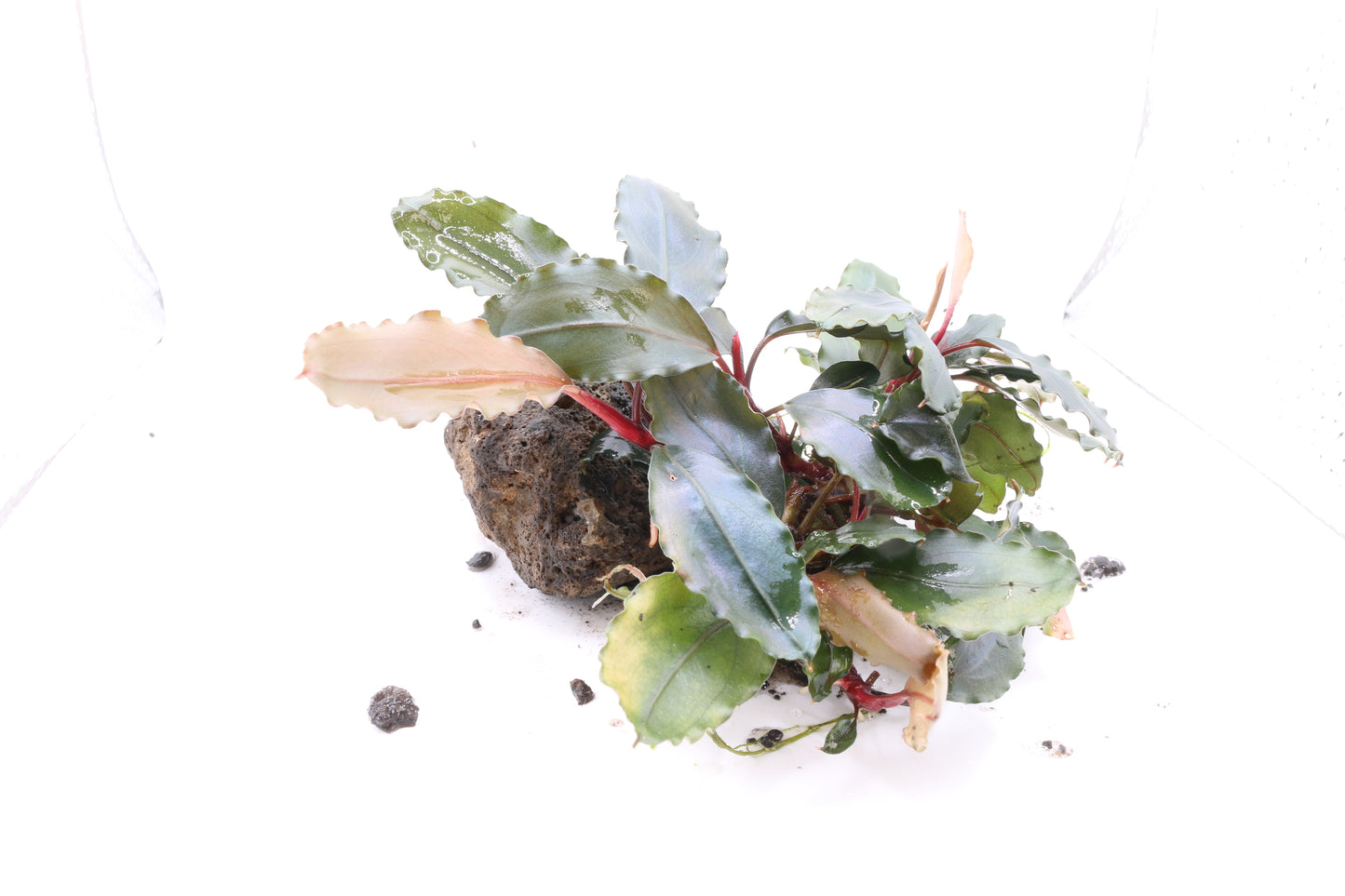Bucephalandra Helena 2013
