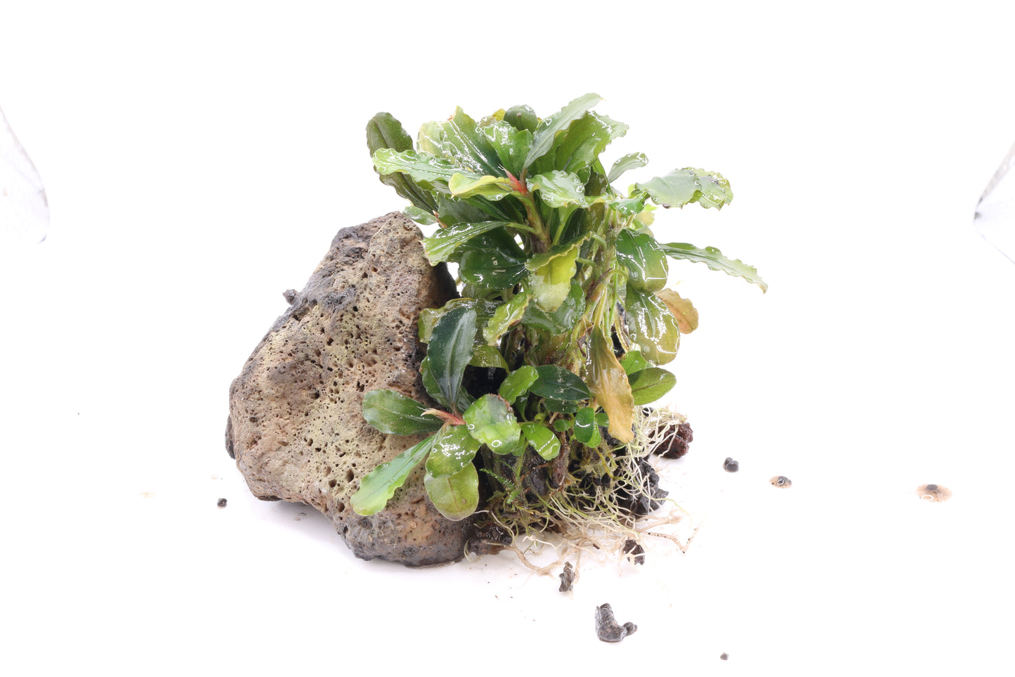Bucephalandra Batang Kawa