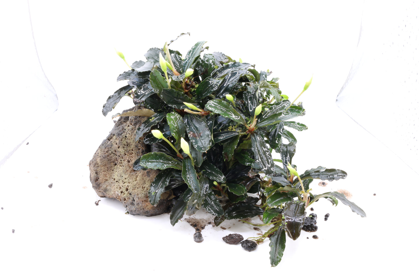 Bucephalandra Blue Green