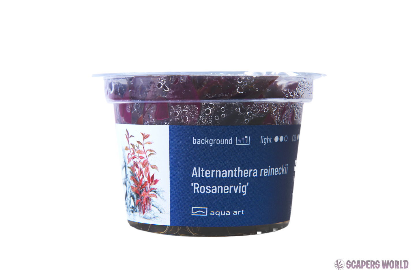 Alternanthera reineckii ´Rosanervig´