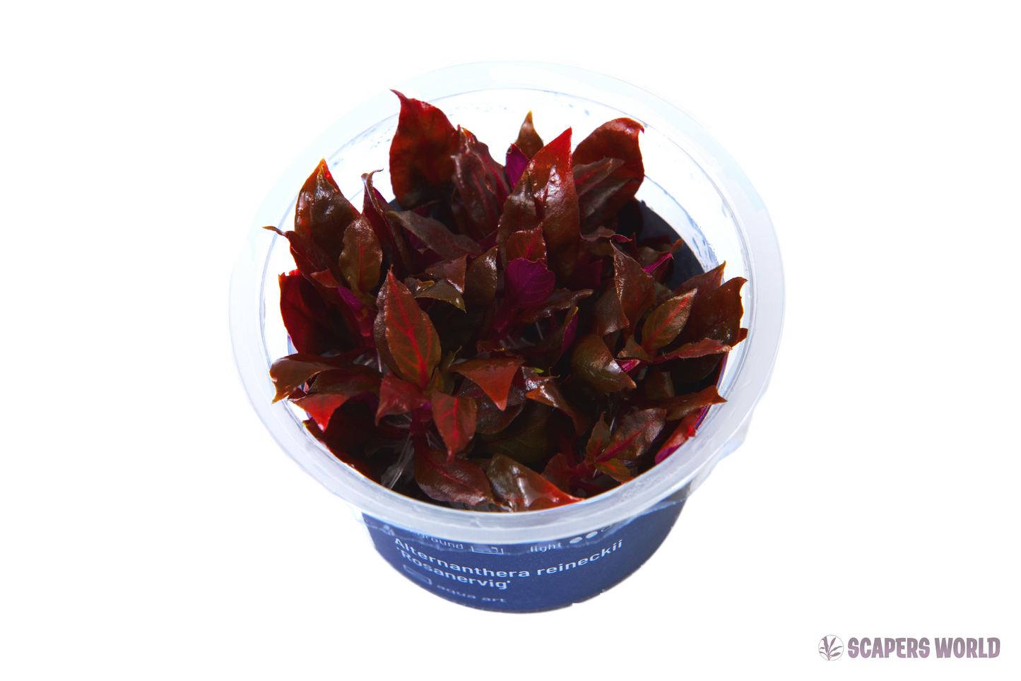Alternanthera reineckii ´Rosanervig´