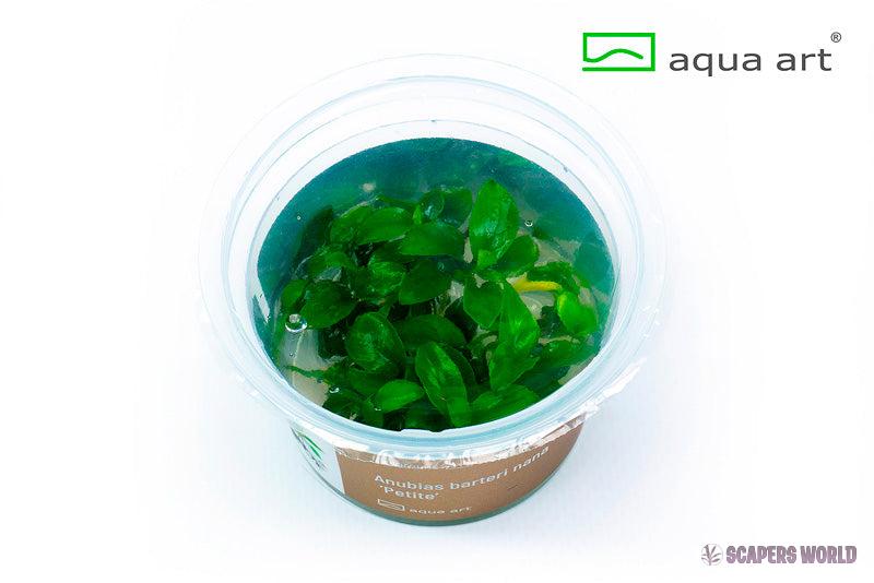 Anubias barteri 'Petite' In-vitro