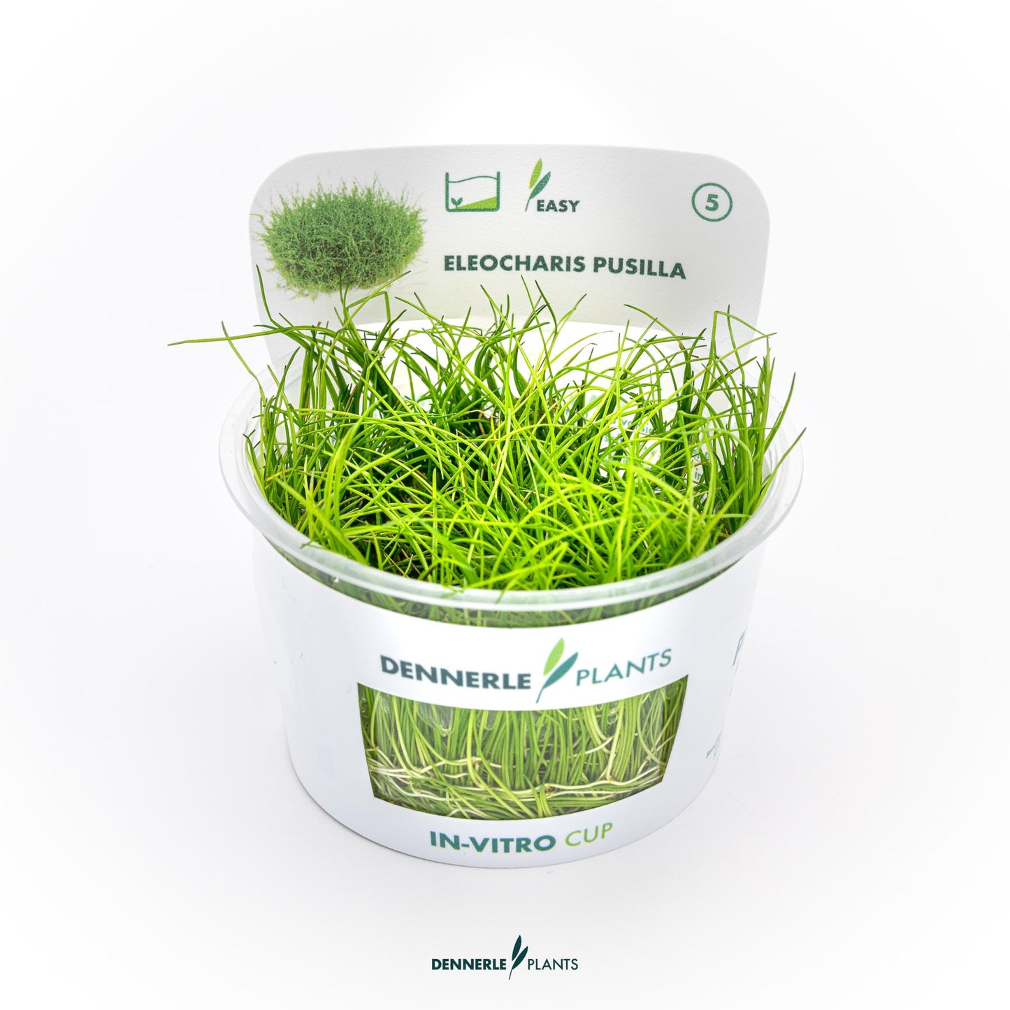 Eleocharis Pusilla