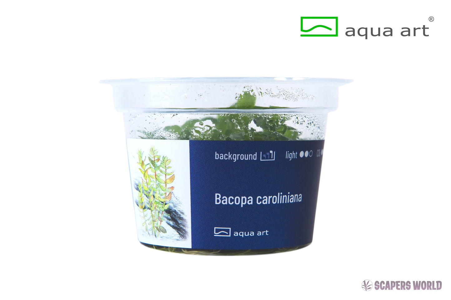 Bacopa caroliniana