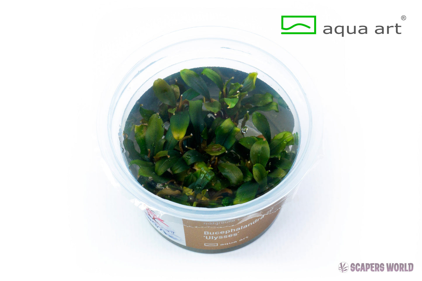 Bucephalandra sp. Ulysses