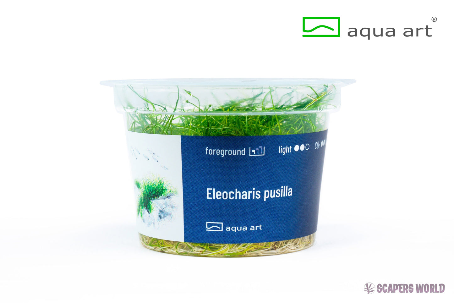 Eleocharis Pusilla