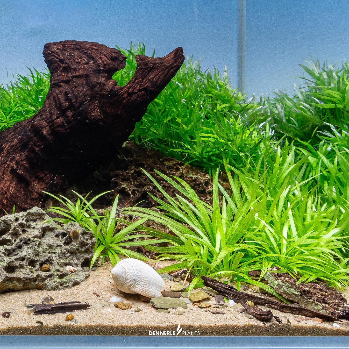 Helanthium boliv. Quadricostatus