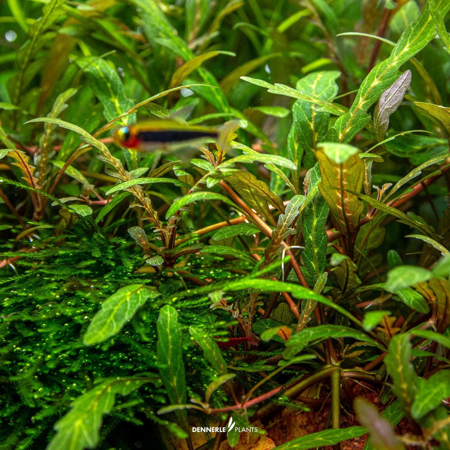 Hygrophila pinnatifida