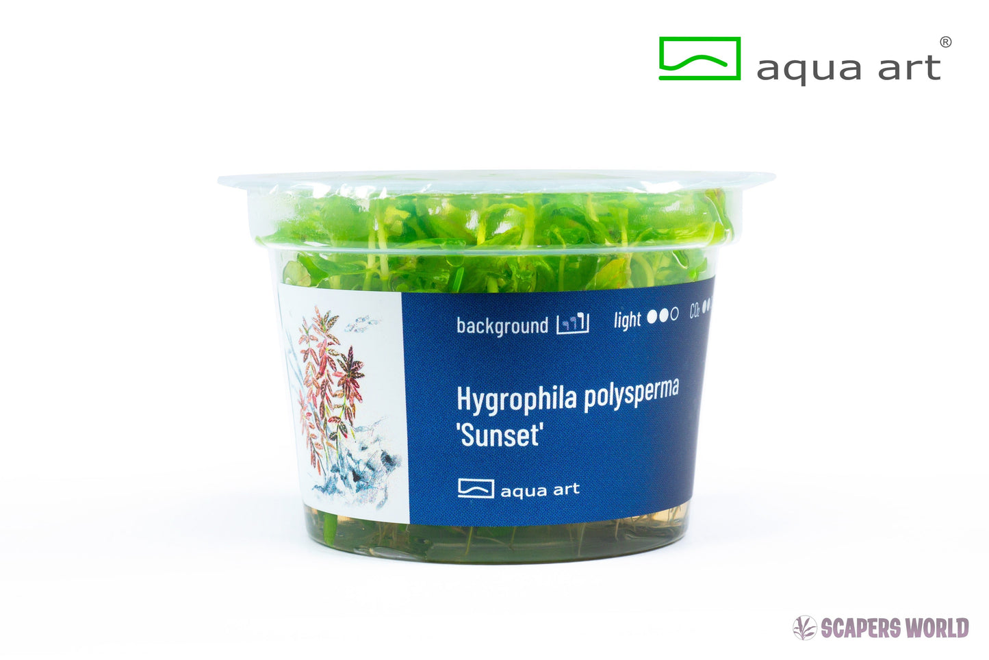 Hygrophila polysperma Sunset