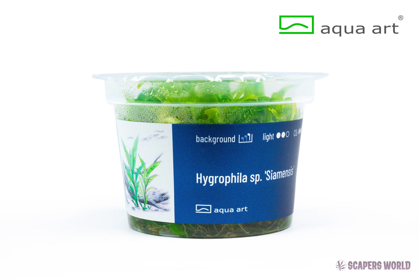 Hygrophila sp. Siamensis