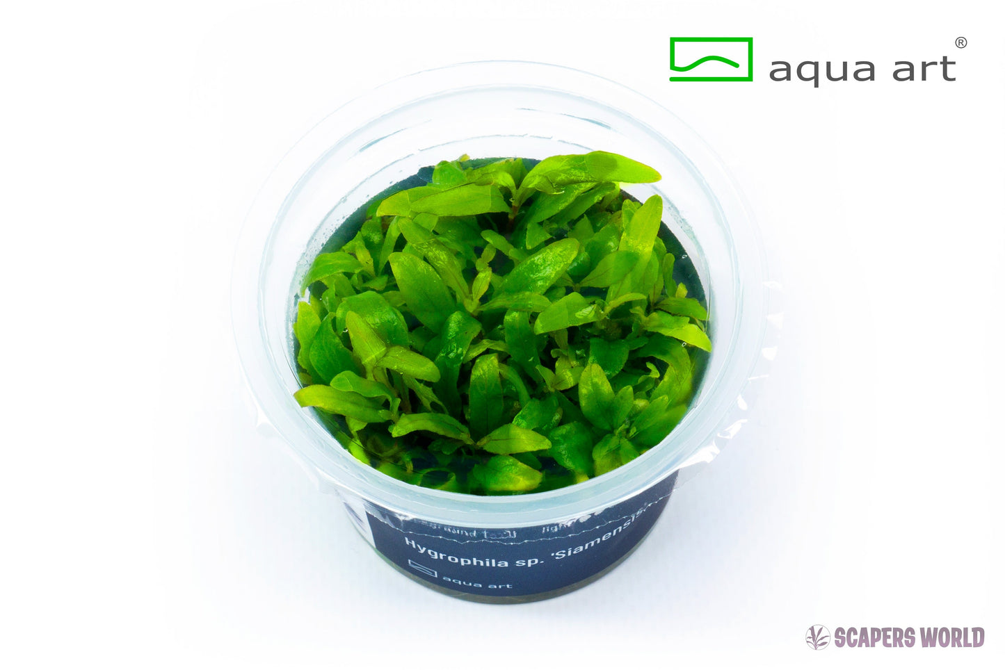 Hygrophila sp. Siamensis
