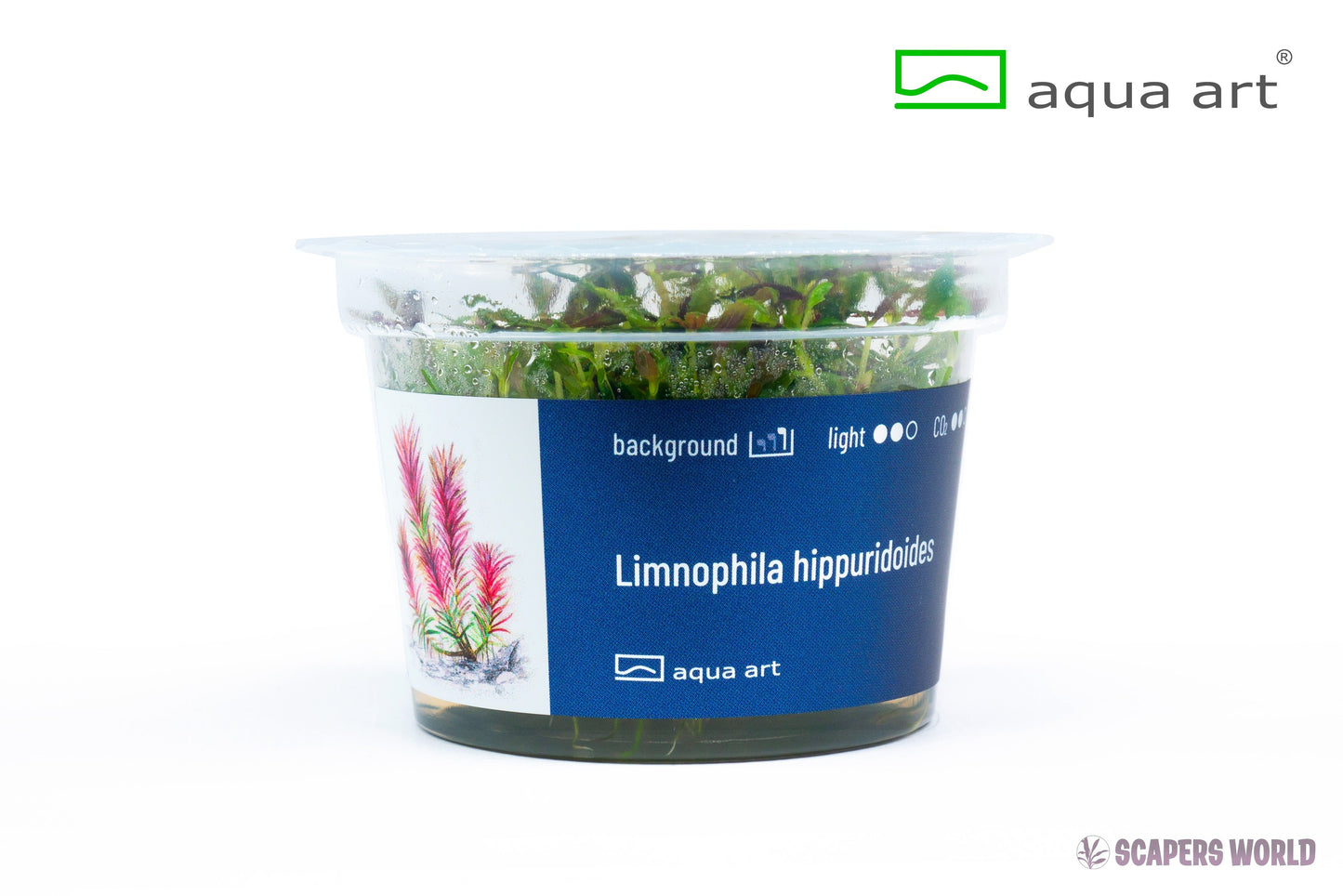 Limnophila hippuridoides