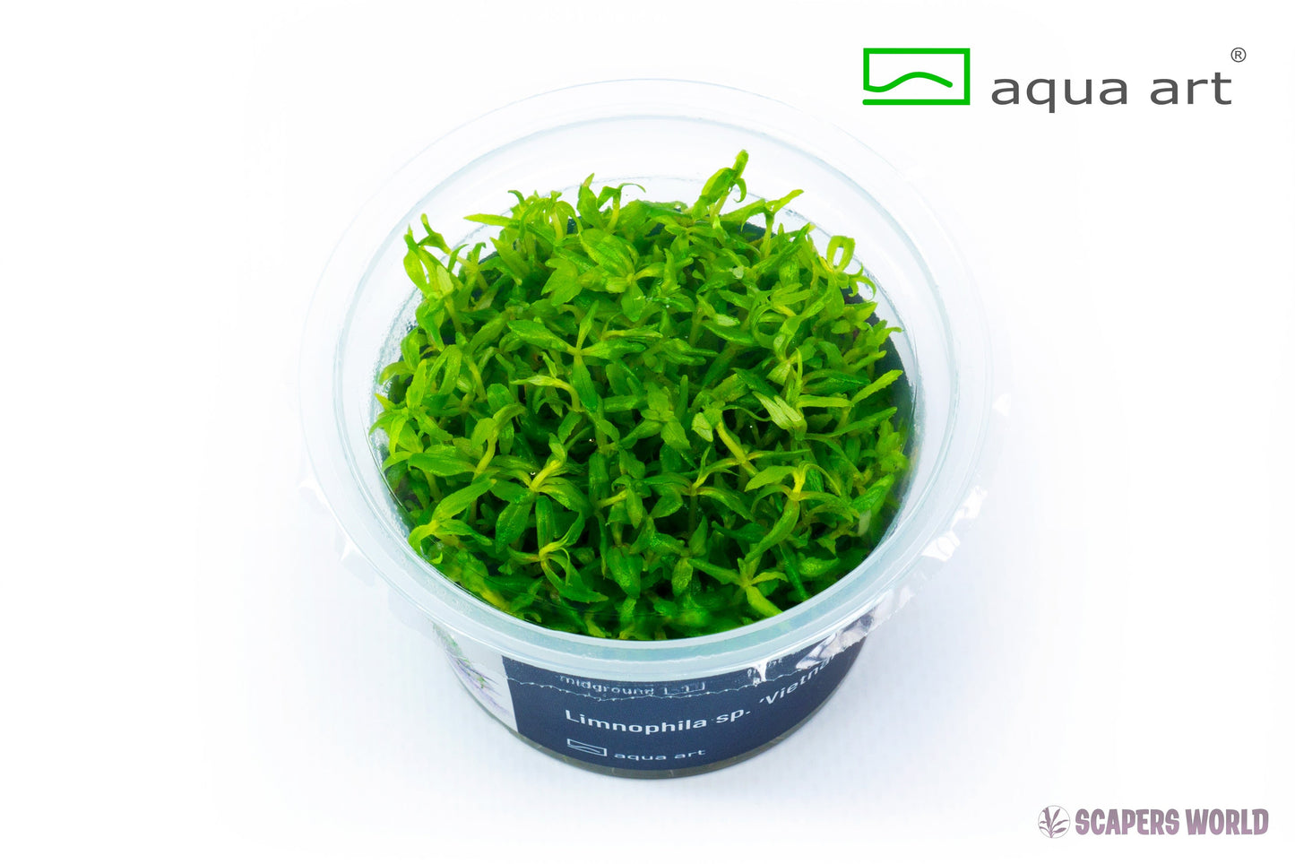 Limnophila Vietnam