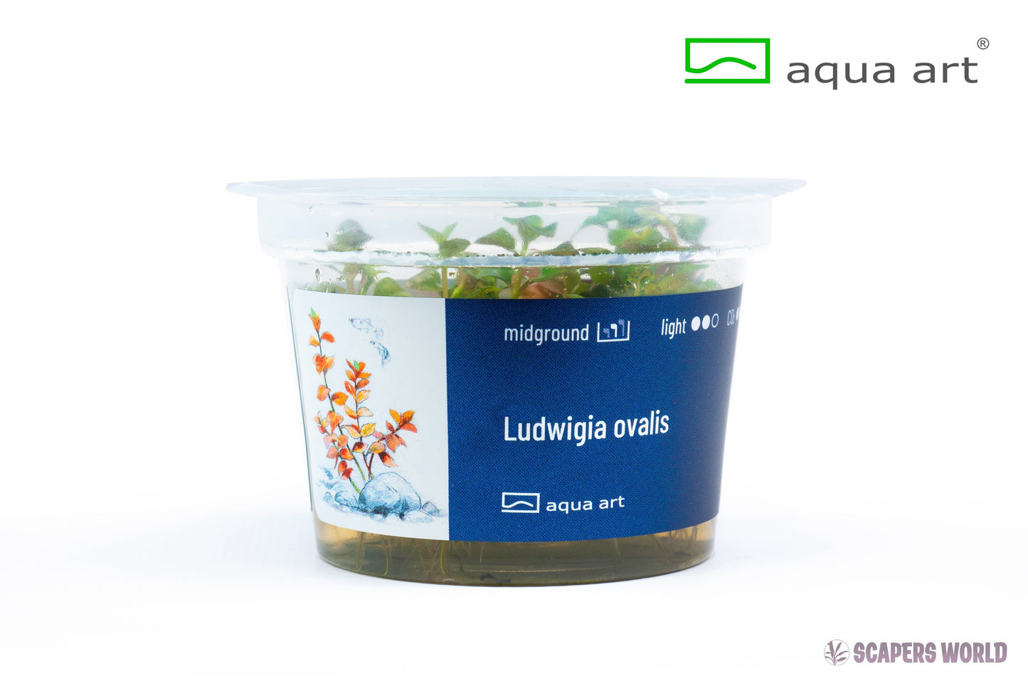 Ludwigia ovalis