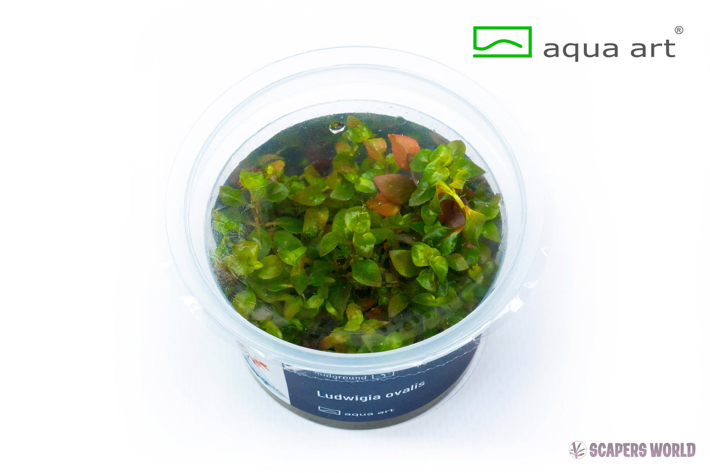 Ludwigia ovalis