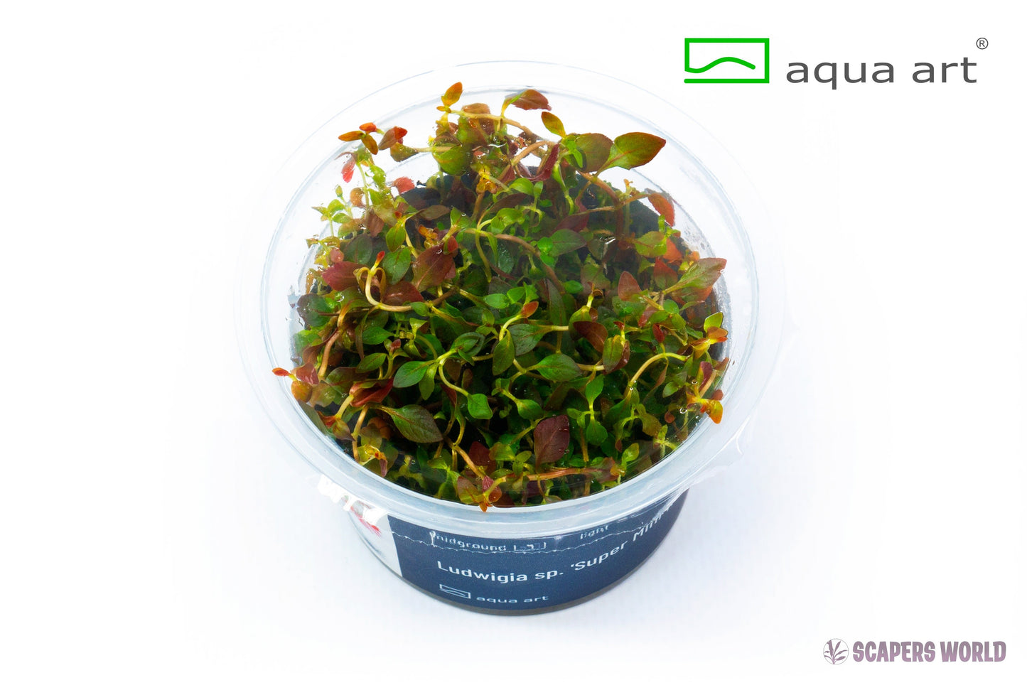 Ludwigia sp. Super Mini Red