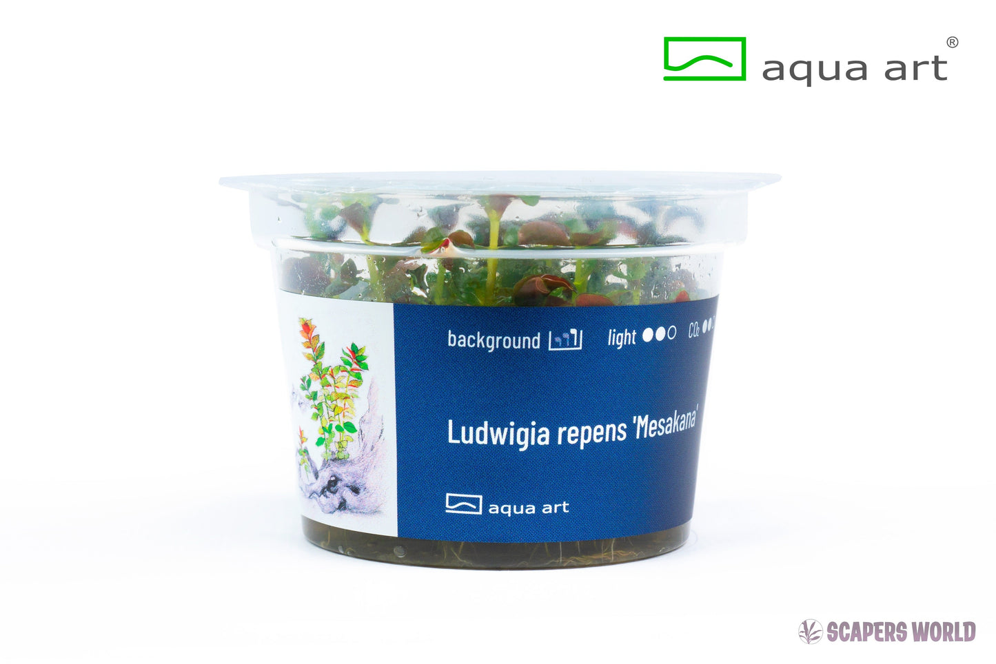 Ludwigia repens Mesakana