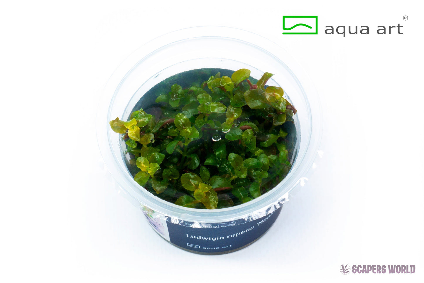 Ludwigia repens Mesakana