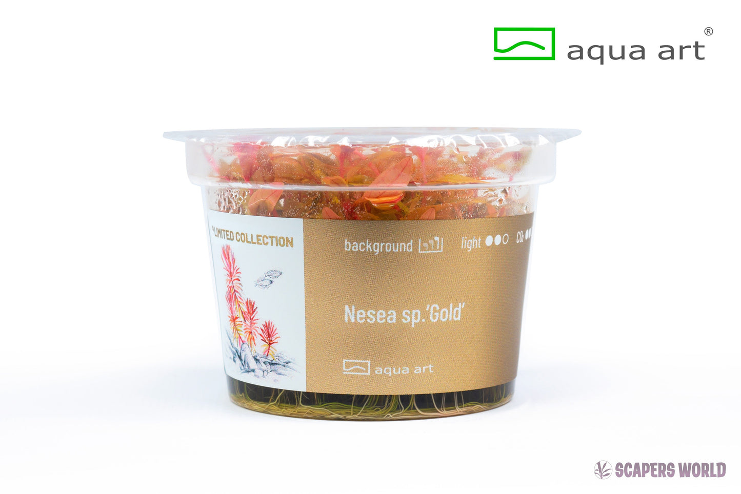 Nesea sp.Gold