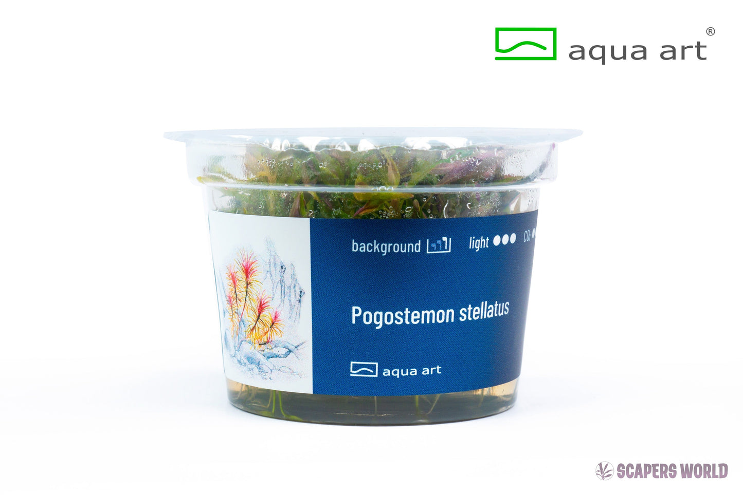 Pogostemon stellatus