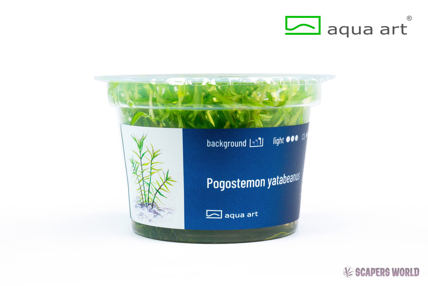 Pogostemon yatabeanus