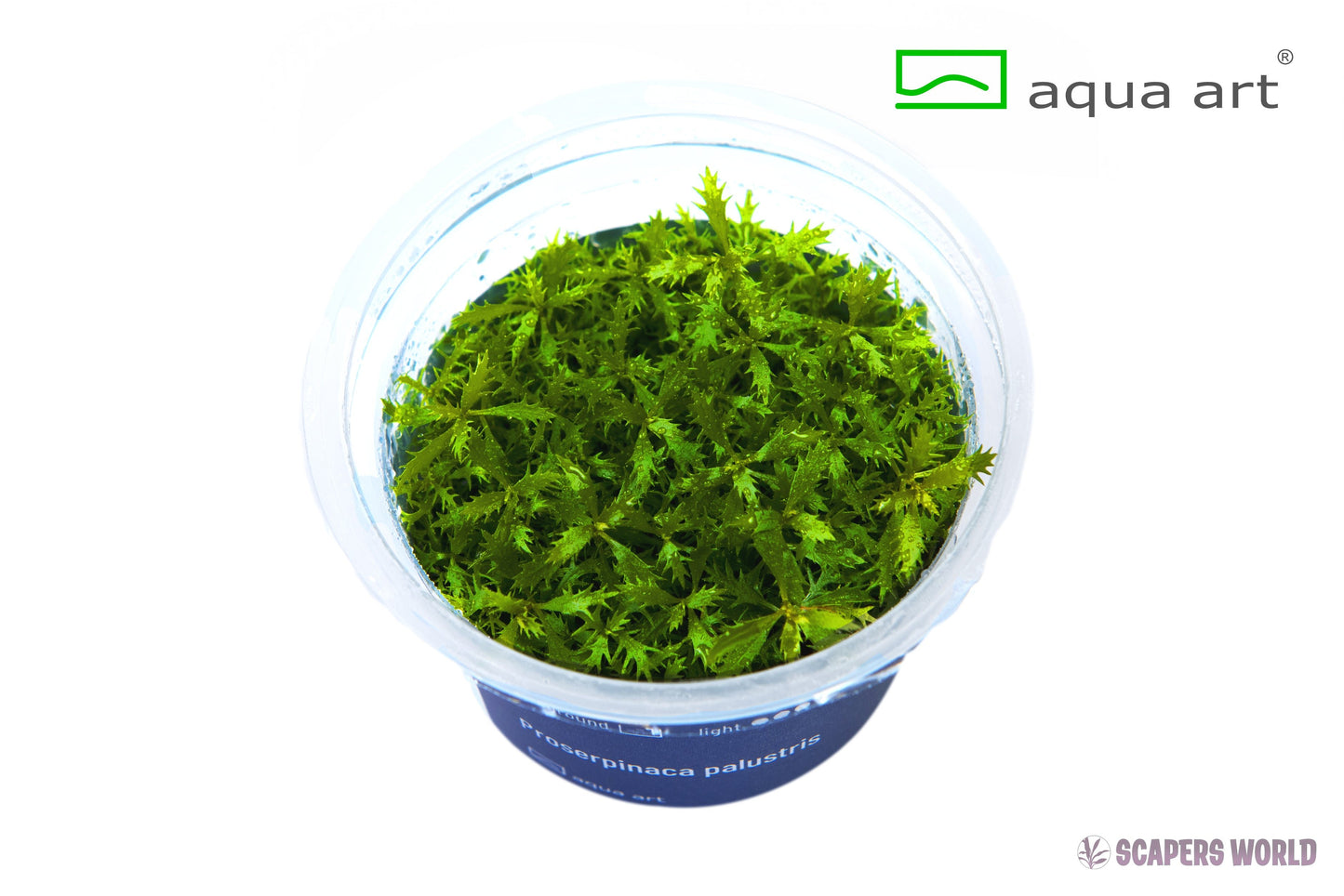 Proserpinaca palustris