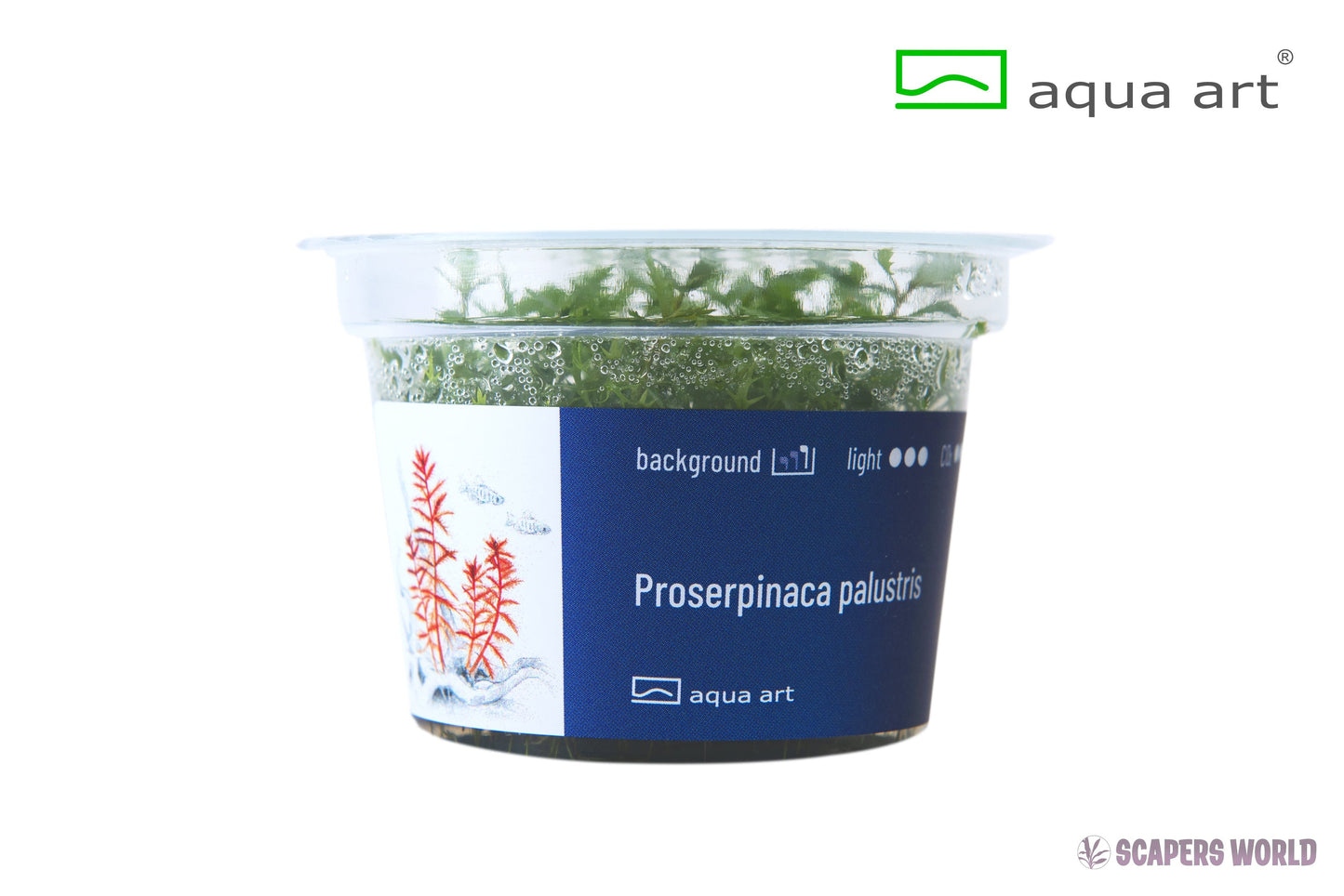 Proserpinaca palustris