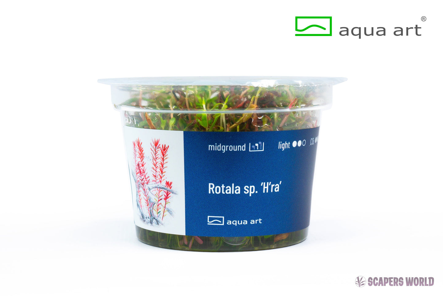 Rotala sp. H`ra