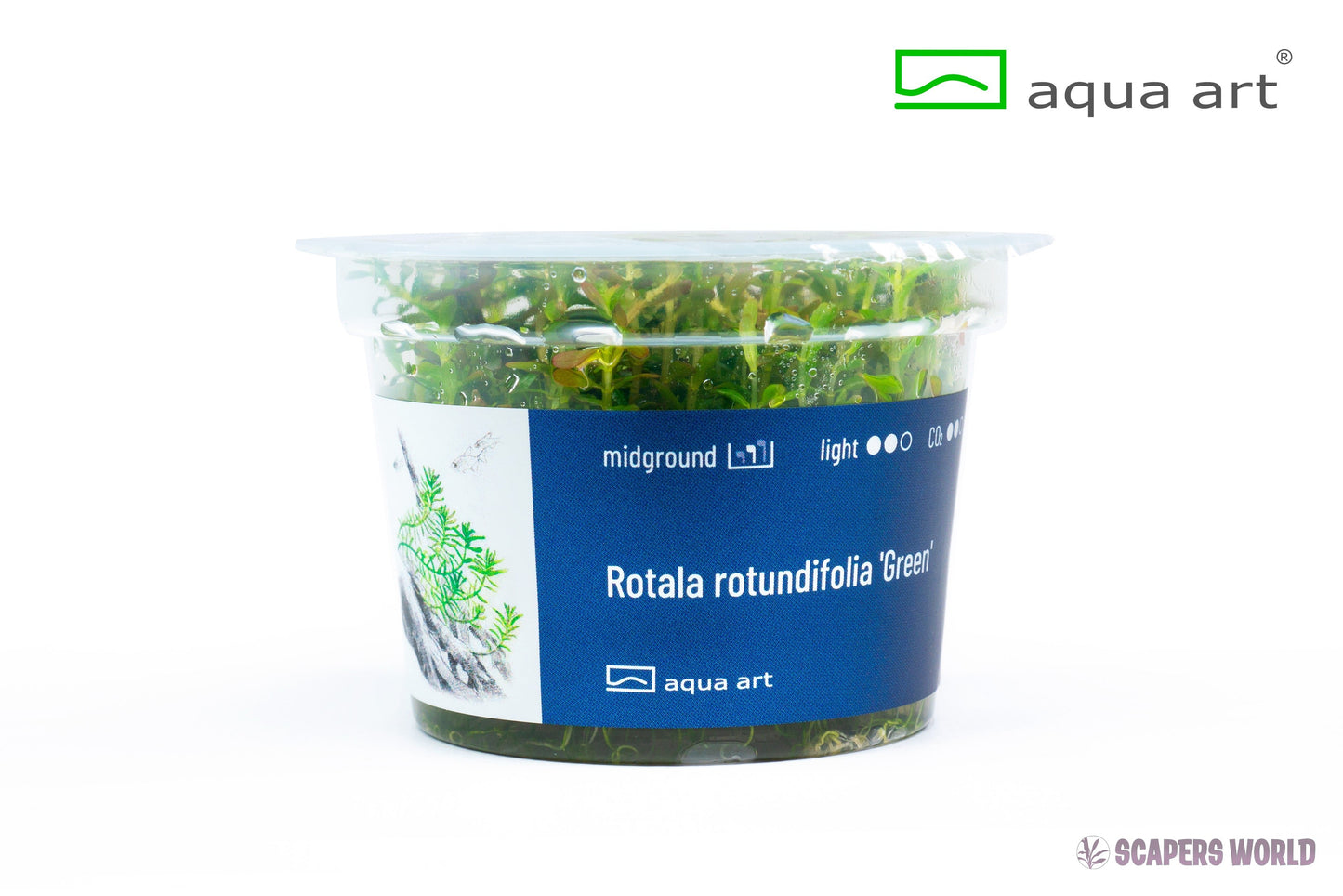 Rotala rotundifolia Green