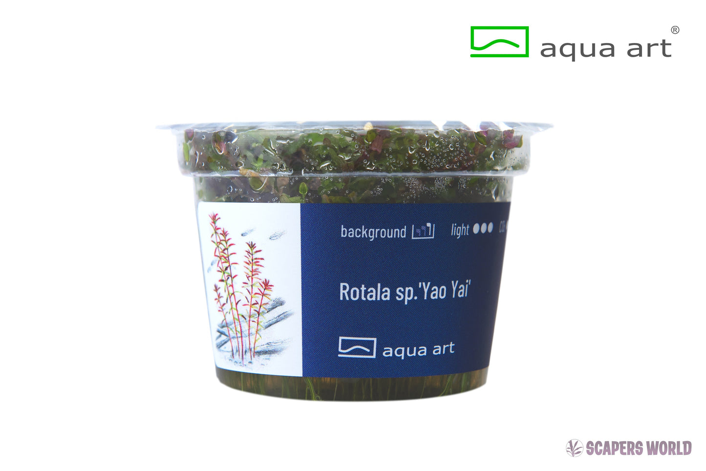Rotala sp. Yao Yai